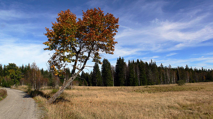 Podzim na Knížecích pláních