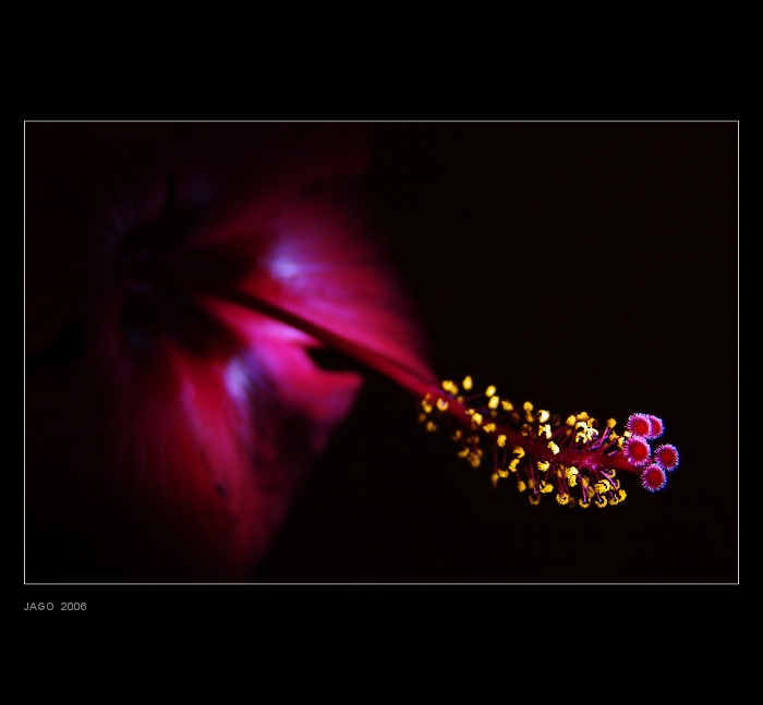 Chinese rose...
