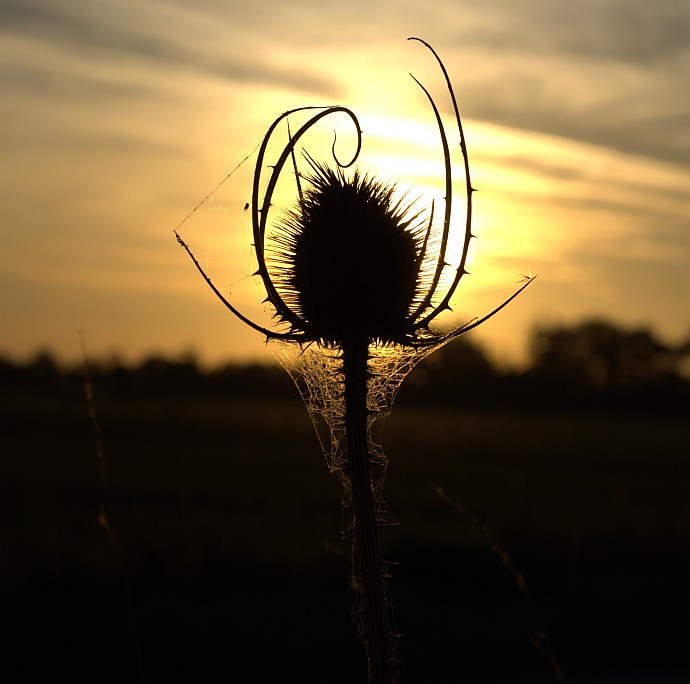 Dobru noc bodliakom.. (2)