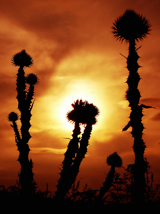 západovka po milióntykrát