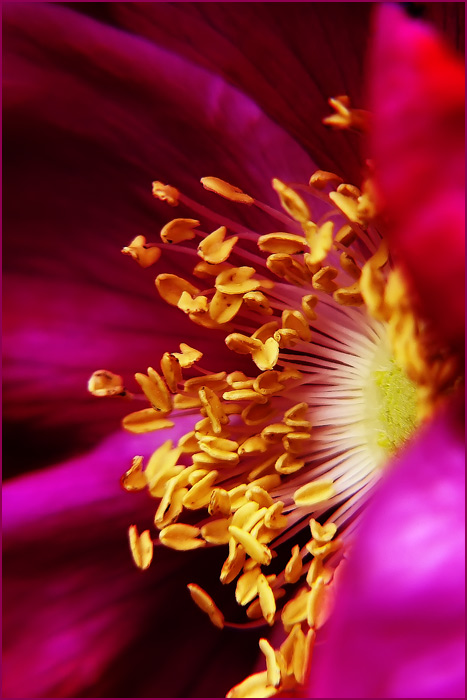 Z včelej perspektívy II.