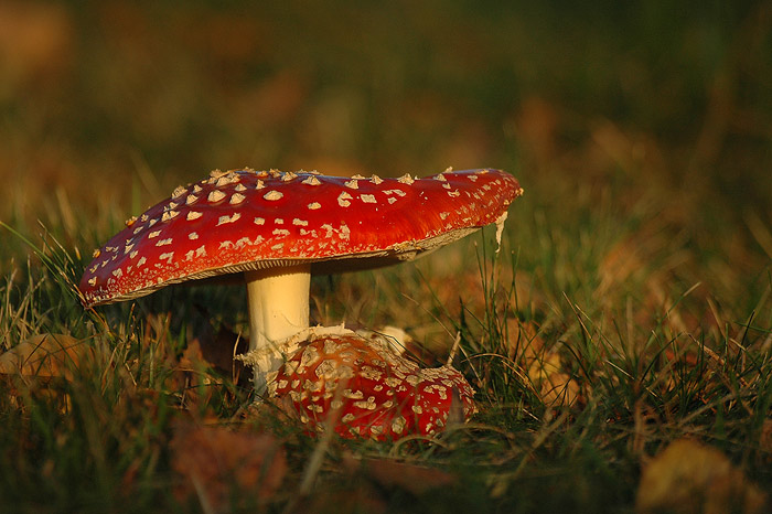 Muchtomůrky