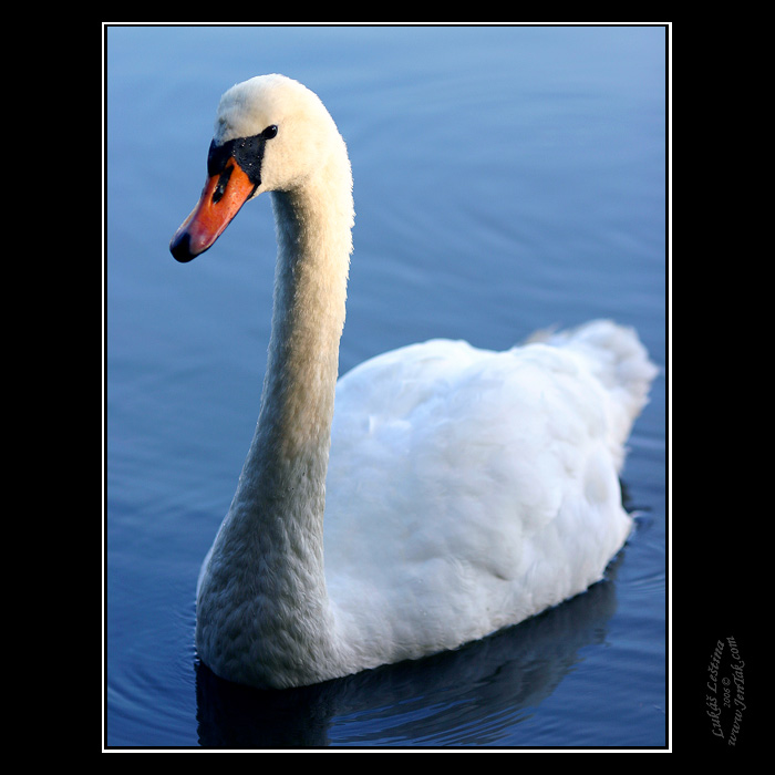 Labuť