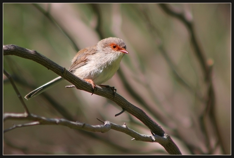 Splendid Fairy Wren (Malurus splendens)