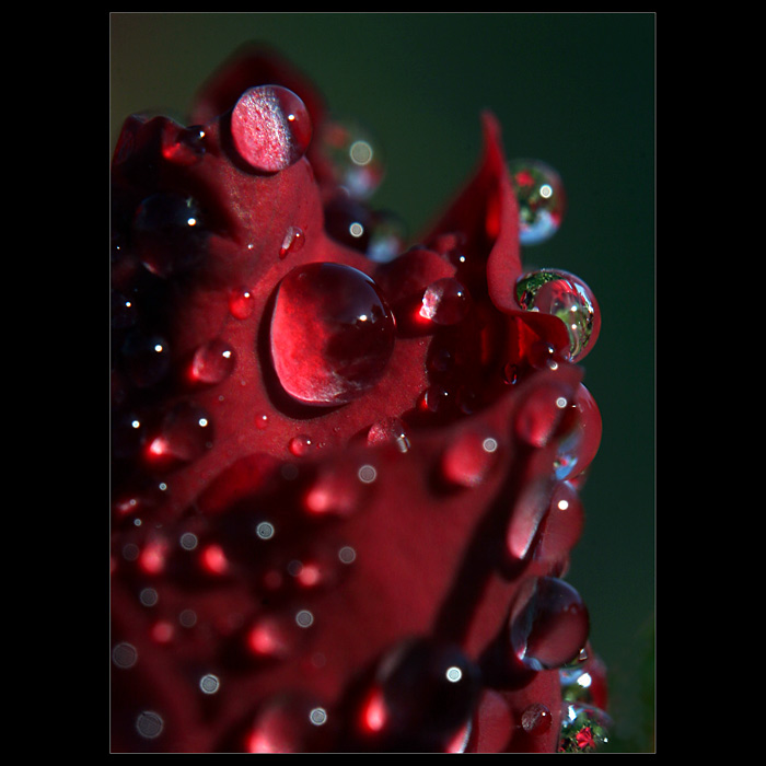 Když růže pláče II