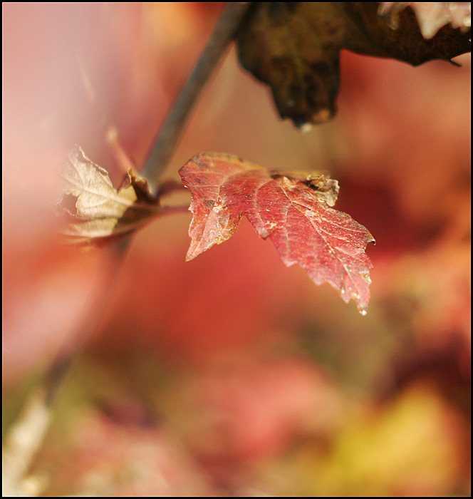 Podzimní zahrada II