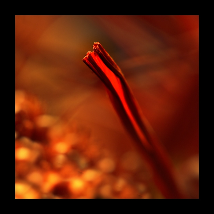 ...aflame...