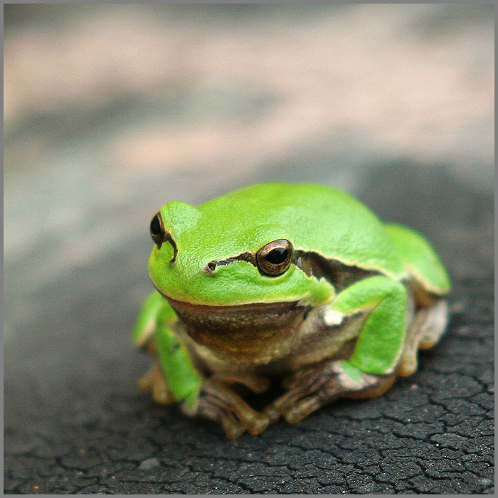 Keď princ mešká...