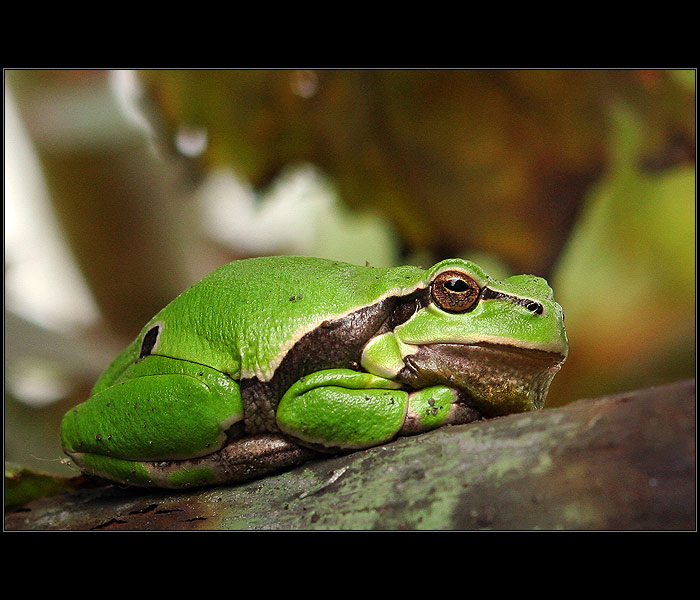 Tučný žabiak Bohuš  :)