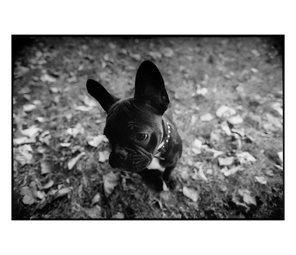 úplně nejvíc nejsmutnější francouzský buldoček