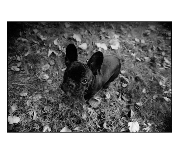 úplně nejvíc zvědavý francouzský buldoček