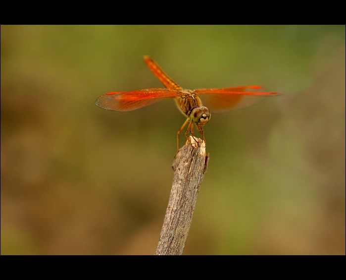 Brachythemis contaminata