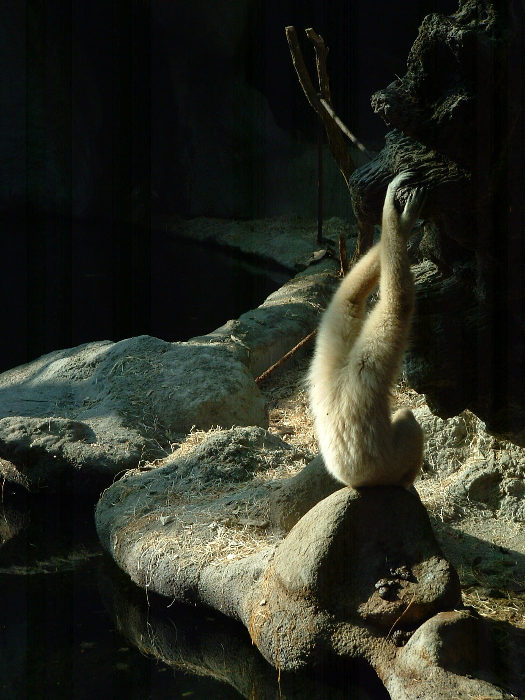 Relax v ZOO