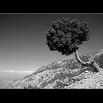 The Crying Tree of Mercury