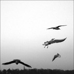 .: I\'M LIKE A BIRD :.