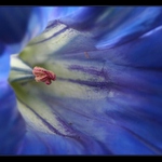 Hořec a jeho srdce...