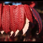 \"Rudý říjen\" ;-)