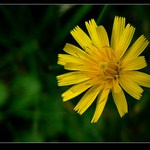 Ještě není podzim...