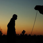 Poustni kycovka s hochem a velbloudem a ohnem