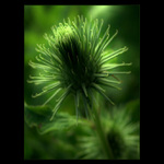 - green influence -