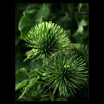 - green influence II. -