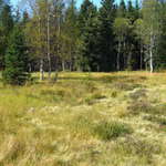 Volání lesních samot