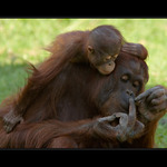 A co to ukazuješ, mami?