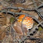 z podzimní vycházky...