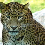 Leopard cejlónsky