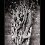 .. strom života v kořeny mutuje ..