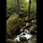 Zátiší u dvou buků