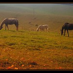 Koně na pastvinách 1/3