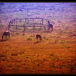 koně na pastvinách 2/3