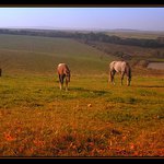 Koně na pastvinách 3/3