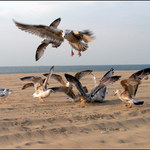 Nekrmte na pláži racky! Jsou hrozný!