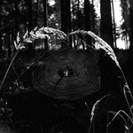 Kdo tady vlastně číhá ?