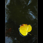 O utopeném podzimu, tanci na vodě a karmínových vlasech vodní víly