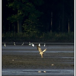 Třeboňský orel s volavkami