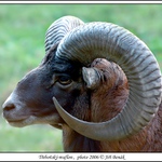 Muflon