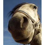 usmívající se kůň bez uší...