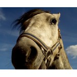 kůň bez uší II.