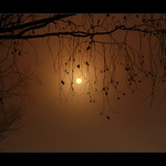 Betula pendula et Stella proxima