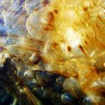 Gravitace