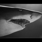 TAM NĚKDE V ZÁLIVU lV