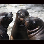 TAM NĚKDE V ZÁLIVU V - NA POKECU