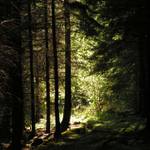 Stíny lesa tajemné