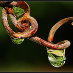 Pozdrav z vinobraní