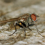 Asi to zajdu ostříhat