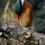 Ledňáček říční  (Alcedo atthis)