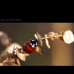 * last hot sun of the year